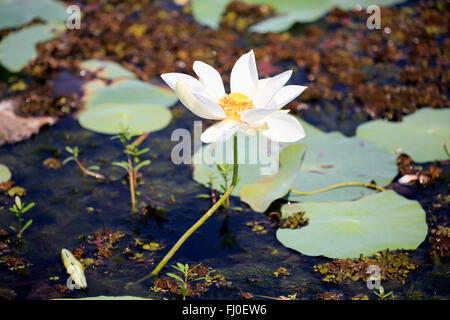 Indian Lotus, weiße Form, blühen, Blüte, Bundala Nationalpark, Sri Lanka, Asien / (Nelumbo Nucifera) Stockfoto