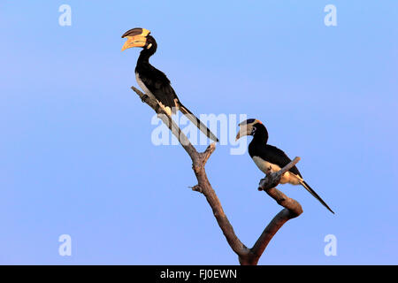 Malabar Pied Hornbill, erwachsenes paar auf Zweig, Yala Nationalpark, Sri Lanka, Asien / (Anthracoceros Coronatus) Stockfoto