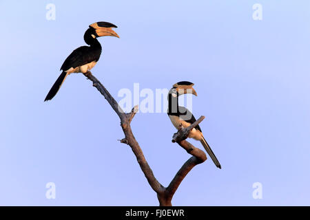 Malabar Pied Hornbill, erwachsenes paar auf Zweig, Yala Nationalpark, Sri Lanka, Asien / (Anthracoceros Coronatus) Stockfoto