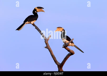 Malabar Pied Hornbill, erwachsenes paar auf Zweig, Yala Nationalpark, Sri Lanka, Asien / (Anthracoceros Coronatus) Stockfoto