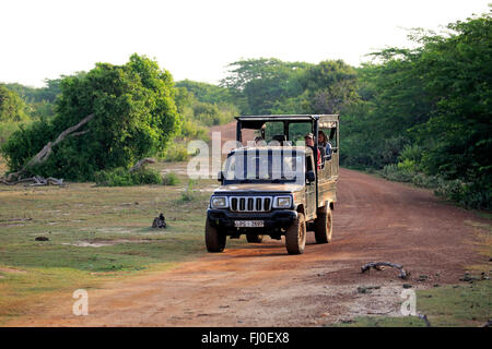 Safari-Fahrzeug, Pirschfahrt mit Touristen in Yala Nationalpark Yala Nationalpark, Sri Lanka, Asien Stockfoto