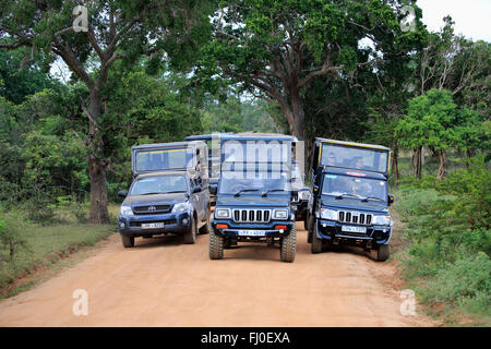 Safari-Fahrzeug, Pirschfahrt mit Touristen in Yala Nationalpark Yala Nationalpark, Sri Lanka, Asien Stockfoto