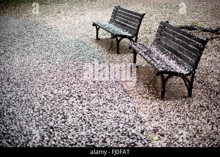 WASHINGTON DC – gefallene Kirschblüten bedecken den Boden und Parkbänke entlang des Tidal Basin. Diese Szene markiert das Ende der Gipfelblüte für die Yoshino-Kirschbäume der Gegend, die im Mittelpunkt der jährlichen Frühlingsfeier der Stadt stehen. Stockfoto