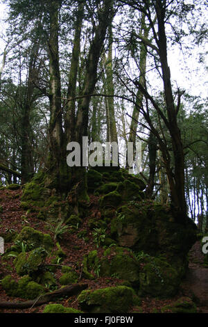 PuzzleWood Wald, Forest of Dean, England Stockfoto