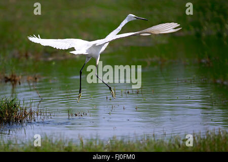 Kleiner Reiher, Bundala Nationalpark, Sri Lanka, Asien / (Egretta Garzetta) Stockfoto