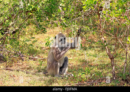 Getuftet grau Languren, Männchen füttern, Yala Nationalpark, Sri Lanka, Asien / (Semnopithecus Priam) Stockfoto