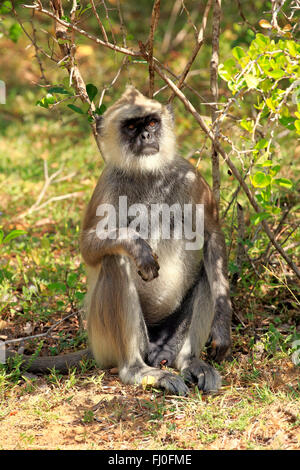 Getuftet grau Languren, erwachsenen männlichen, Yala Nationalpark, Sri Lanka, Asien / (Semnopithecus Priam) Stockfoto