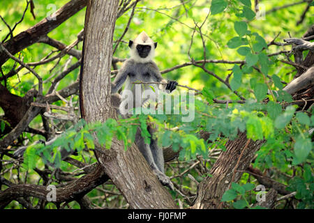 Getuftet grau Languren, Halbwüchsige auf Baum, Yala Nationalpark, Sri Lanka, Asien / (Semnopithecus Priam) Stockfoto