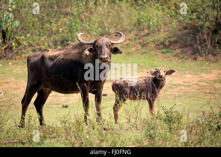 Wilde Wasserbüffel, Weibchen mit jungen, Udawalawe Nationalpark, Sri Lanka, Asien / (Bubalus Arnee) Stockfoto