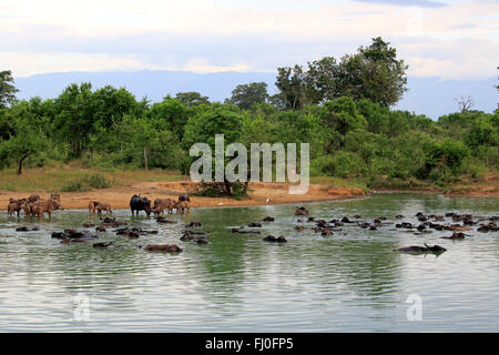 Wilde Wasser Büffel Herde in Wasser Baden, Udawalawe Nationalpark, Sri Lanka, Asien / (Bubalus Arnee) Stockfoto