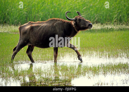 Wasserbüffel, erwachsenes Weibchen in Wasser, Bundala Nationalpark, Sri Lanka, Asien / (beispielsweise beispielsweise) Stockfoto
