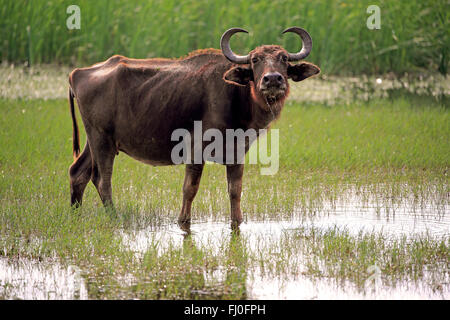 Wasserbüffel, erwachsenes Weibchen in Wasser, Bundala Nationalpark, Sri Lanka, Asien / (beispielsweise beispielsweise) Stockfoto