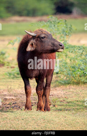 Wasserbüffel, jung, Kalb, Bundala Nationalpark, Sri Lanka, Asien / (beispielsweise beispielsweise) Stockfoto