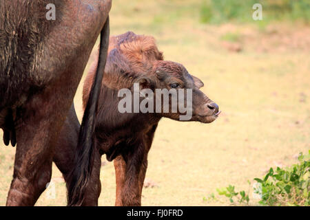 Wasserbüffel, jung, Kalb, Bundala Nationalpark, Sri Lanka, Asien / (beispielsweise beispielsweise) Stockfoto