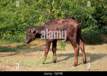 Wasserbüffel, jung, Kalb, Bundala Nationalpark, Sri Lanka, Asien / (beispielsweise beispielsweise) Stockfoto