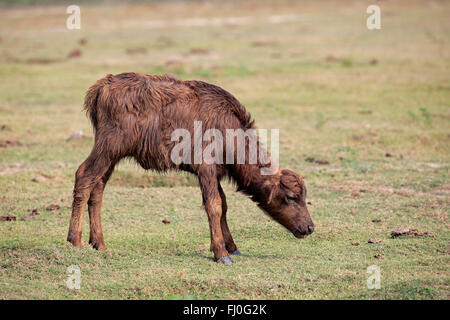 Wasserbüffel, jung, Kalb, Bundala Nationalpark, Sri Lanka, Asien / (beispielsweise beispielsweise) Stockfoto