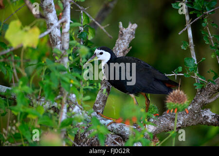 Weiße Breasted Wasser Henne, Erwachsene auf Zweig, Yala Nationalpark, Sri Lanka, Asien / (Amaurornis Phoenicurus) Stockfoto