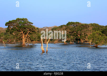 Landschaft im Yala Nationalpark, Bäume im Wasser, Yala Nationalpark, Sri Lanka, Asien Stockfoto