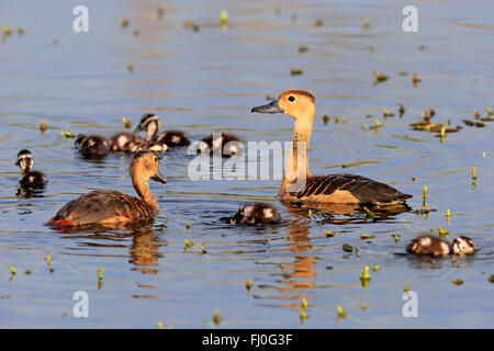 Geringerem Pfeifen Ente, Eltern mit Youngs in Wasser, Bundala Nationalpark, Sri Lanka, Asien / (Dendrocygna Javanica) Stockfoto