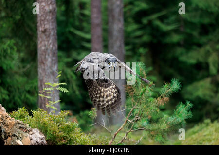 Großen grau-Eule, Pelm, Kasselburg, Eifel, Deutschland, Europa / (Strix Nebulosa) Stockfoto