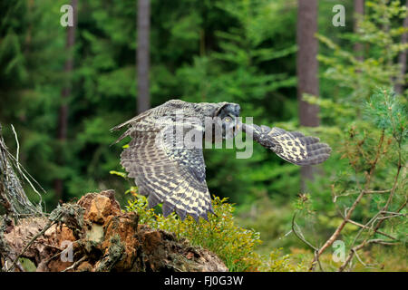Großen grau-Eule, Pelm, Kasselburg, Eifel, Deutschland, Europa / (Strix Nebulosa) Stockfoto