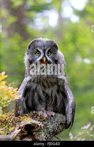 Großen grau-Eule, Pelm, Kasselburg, Eifel, Deutschland, Europa / (Strix Nebulosa) Stockfoto