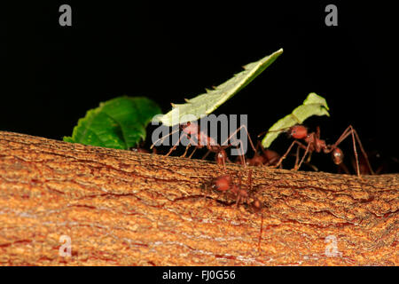 Leafcutter Ameisen, trägt Blatt, Südamerika, Mittelamerika / (Atta Sexdens) Stockfoto