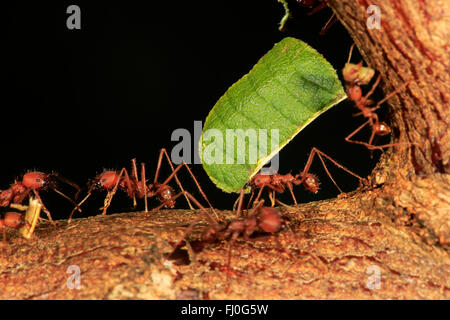 Leafcutter Ameisen, trägt Blatt, Südamerika, Mittelamerika / (Atta Sexdens) Stockfoto