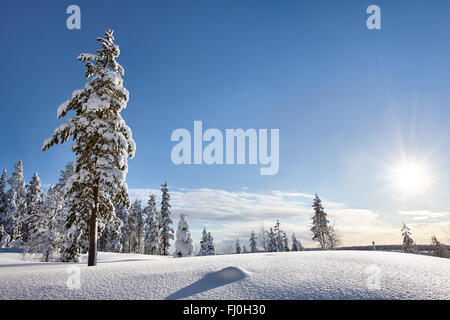 Sonnigen Winterlandschaft in Lappland Stockfoto