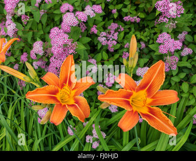 Zwei orangefarbene Blüten der Gattung Orange Taglilien. In ein Blumenbeet von oben genommen. Stockfoto