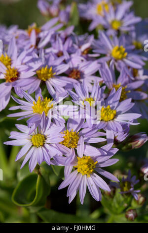 Meer Aster; Tripolium Pannonicum Blumen Cornwall; UK Stockfoto