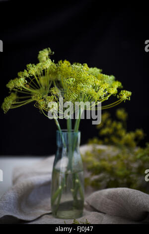 Dill-Blüten in eine Flasche mit Wasser. Stockfoto