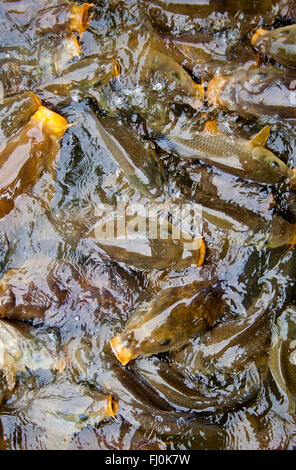 Fisch mehrere Karpfen (cyprinus carpio) Masse füttern Raserei Ariel Blick Köpfe aus dem Wasser in über bestückten kleinen See. Sind alle jetzt woanders hin verlegt worden. Stockfoto