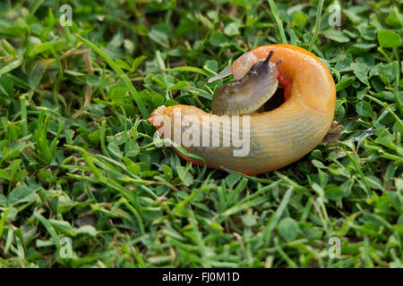 Größere Orange Schnecken und kleinere schwarze Schnecken Liebesbeziehung auf Rasen. Ranken Sie nach einem Treffen Freigabe und abfahren. Langsam. Kleine und große Schnecke Aktion hautnah Stockfoto