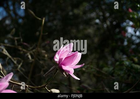 Magnolia Sargentiana Var Robusta X sprengeri 'Diva' Blume Stockfoto