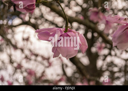 Magnolia Sargentiana Var Robusta X sprengeri 'Diva' X robusta Blume Stockfoto