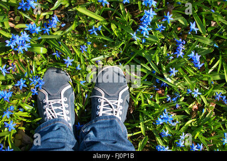 Füße stehen auf Scilla Blumen im park Stockfoto