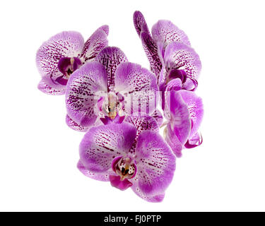 Orchidee blüht isoliert auf weißem Hintergrund Stockfoto