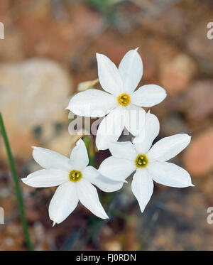 Narcissus Federnelke kleine Herbst blühenden Narzissen Blub Stockfoto