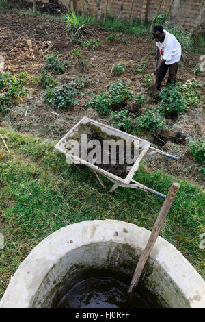 Kenia, Grafschaft Kakamega, Bukura, Dorf Eshibeye, kleine Biogasanlage bei Milch Kuh auf dem Bauernhof, die Reste der Gärung dienen zur Verbesserung der Bodenqualität, Feld mit schwarzen Nachtschatten (Solanum Nigrum) als Kompost auf dem Bauernhof / KENIA, Kleine Biogasanlage Auf Einer Milchkuhfarm, die Gaerreste Werden als Kompost Auf Den Feldern Zur Bodenverbesserung Verwendet Stockfoto