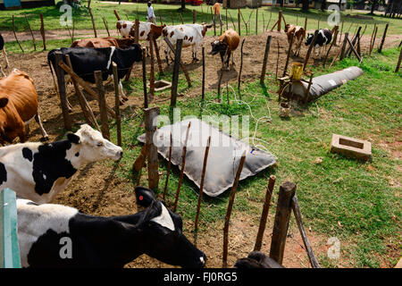 KENIA, Grafschaft Kakamega, Bukura, ATDC Agricultural Technology Development Center, Milchkühe und Wohnmobilbiogasanlage der deutschen REHAU Firma / KENIA, mobile Homegagas REHAU Biogasanlage, Milchkuehe Stockfoto