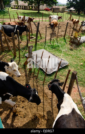 KENIA, Grafschaft Kakamega, Bukura, ATDC Agricultural Technology Development Center, Milchkühe und Wohnmobilbiogasanlage der deutschen REHAU Firma / KENIA, mobile Homegagas REHAU Biogasanlage, Milchkuehe Stockfoto