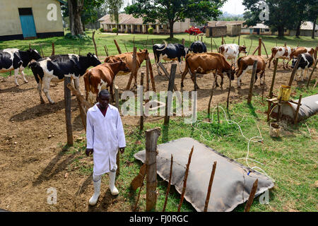 KENIA, Grafschaft Kakamega, Bukura, ATDC Agricultural Technology Development Center, Milchkühe und Wohnmobilbiogasanlage der deutschen REHAU Firma / KENIA, mobile Homegagas REHAU Biogasanlage, Milchkuehe Stockfoto