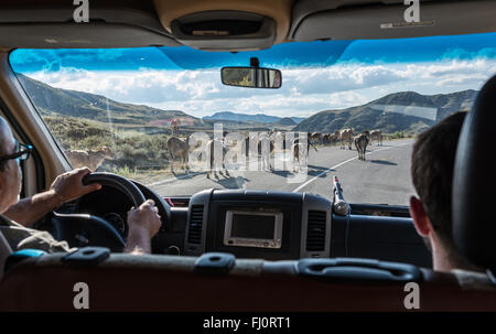 Kühe auf der Straße in der Region Samzche-Dschawacheti, Georgien Stockfoto