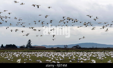 Riesige Herde von Schneegänsen Fütterung und fliegen, Westham Island, Britisch-Kolumbien Stockfoto