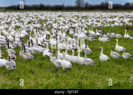 Tausende von Schneegänsen in einen Acker Westham Island, Britisch-Kolumbien Stockfoto