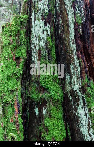 Abstrakte Textur von einem verwesenden Western Red Cedar-Baumstumpf Stockfoto