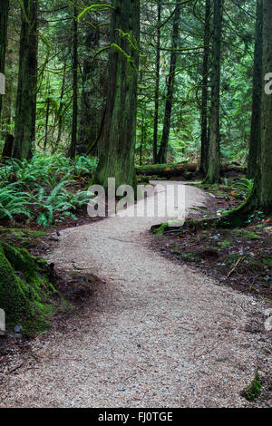 Wanderweg durch einen gemäßigten Regenwald in Vancouver Stockfoto