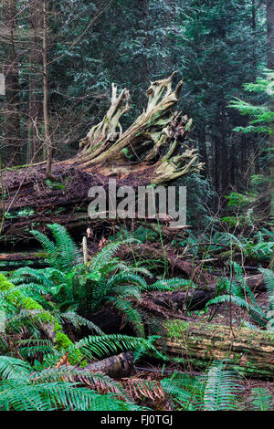 Trunk und freiliegenden Wurzelsystem eines gefallenen Baum in einem gemäßigten Regenwald Stockfoto