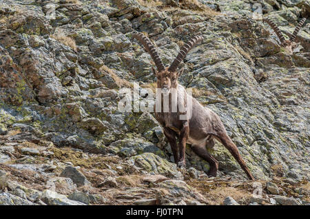 Single Alpine Ibex vor Bernina Range, Schweizer Alpen, Schweiz Stockfoto